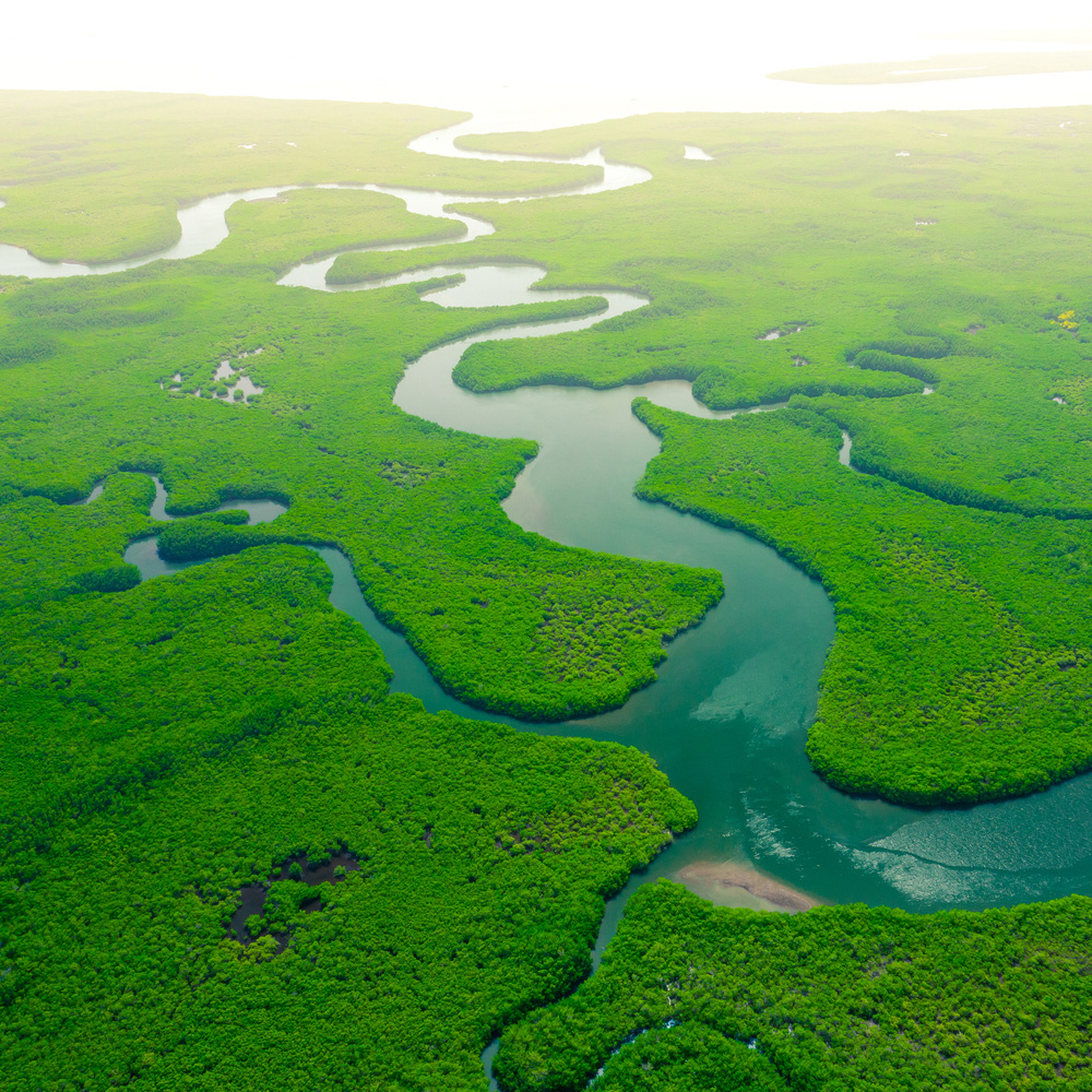 Aerial View Of Green Mangrove Forest Nature Landscape Amazon River   Amazon River 